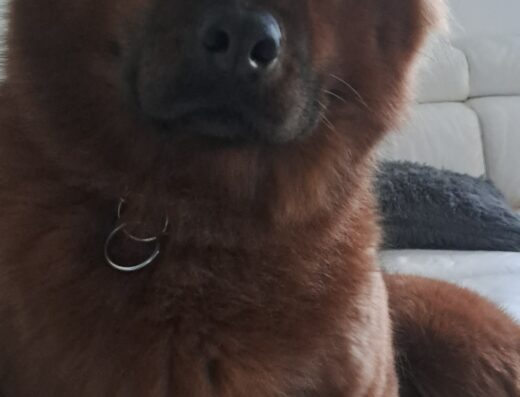 Eurasier femmina fulvo focato di 3 anni per accoppiamento a Domodossola.