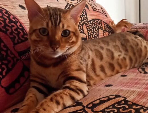 Gatto Bengala maschio con pedigree disponibile per accoppiamento a Vicenza