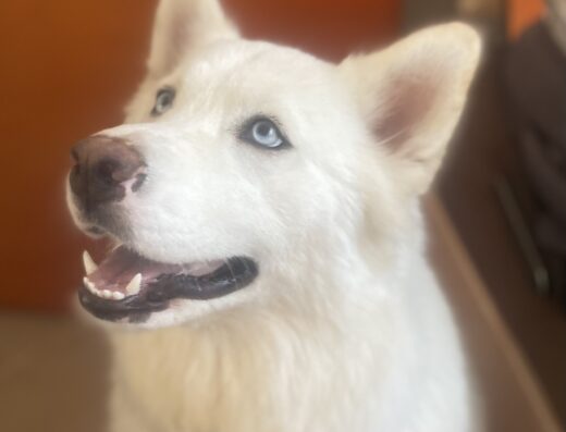 Husky femmina bianca cerca maschio per accoppiamento a Brescia