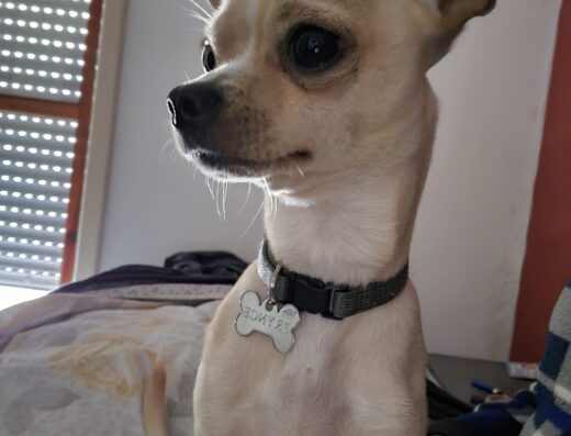 Prynce cane maschio cerca fidanzata per accoppiamento a Salerno