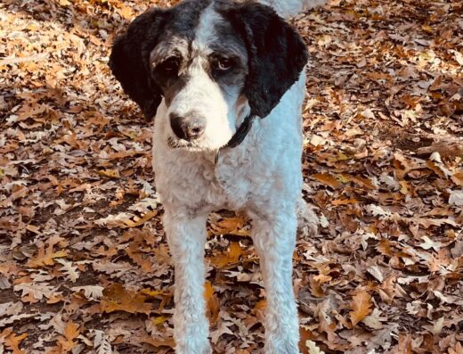 Lagotto Romagnolo maschio per accoppiamento gratuito a Roma