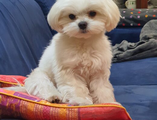 Maltese per accoppiamento a Salerno con pedigree