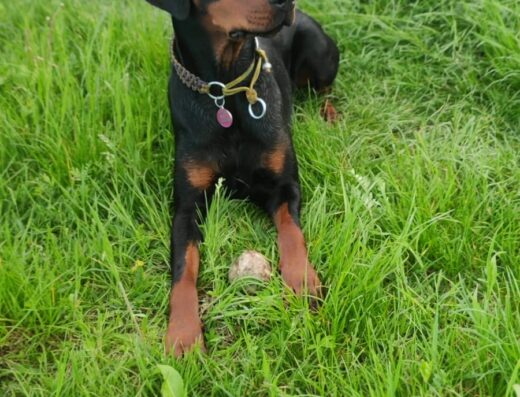 Dobermann femmina con pedigree in cessione a Pesaro Urbino