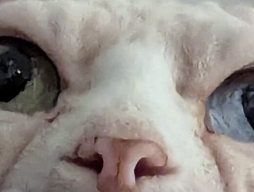 Sphynx maschio per monta con pedigree a Reggio Emilia