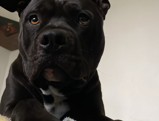 Pitbull maschio nero per accoppiamento a Roma e dintorni