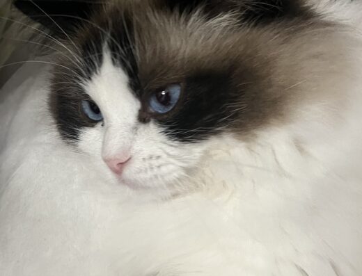 Ragdoll femmina Seal Colorpoint Bicolour per accoppiamento a Lodi