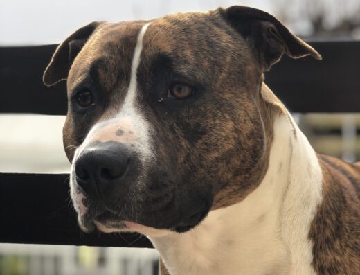 Amstaff maschio Tyson cerca femmina per accoppiamento a Livorno