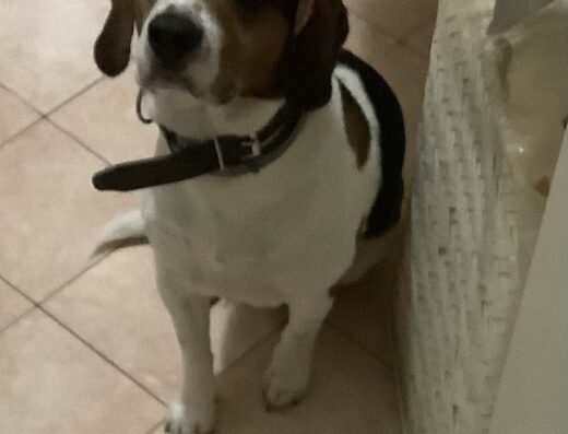 Beagle maschio disponibile per accoppiamento ad Alessandria