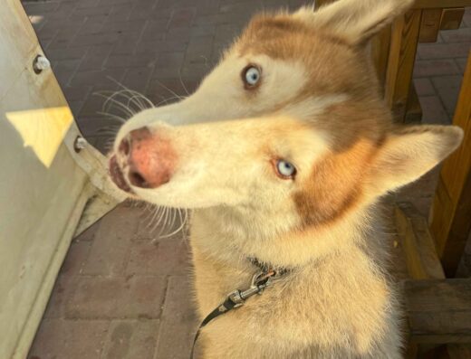 Siberian Husky maschio cerca femmina per accoppiamento ad Ancona