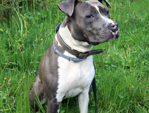 Amstaff maschio Blue con Pedigree per monta a Monza