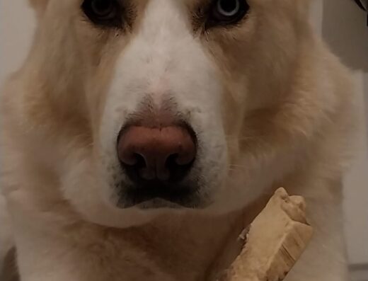Siberian Husky maschio disponibile per monta a Firenze