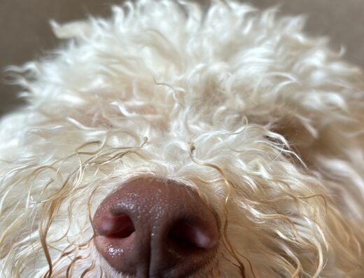 Lagotto Romagnolo maschio cerca compagna per accoppiamento a Torino