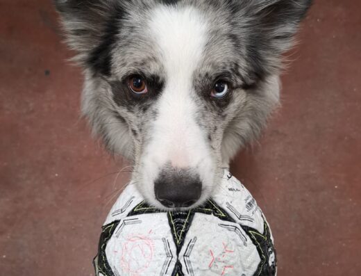 Border Collie Blue Merle maschio per accoppiamento a Roma