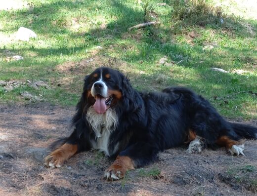 Bovaro del Bernese maschio cerca compagna a Varese