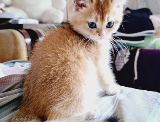 Gattina Scottish Straight golden disponibile in Campania da fine agosto