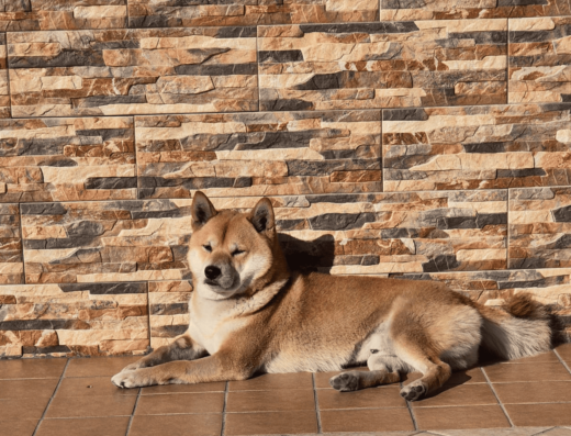 Accoppiamento Shiba Inu maschio pedigree Cardito