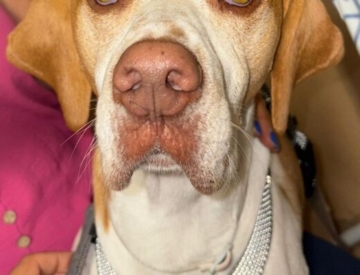 Maschio cane 24 kg accoppiamento Roma
