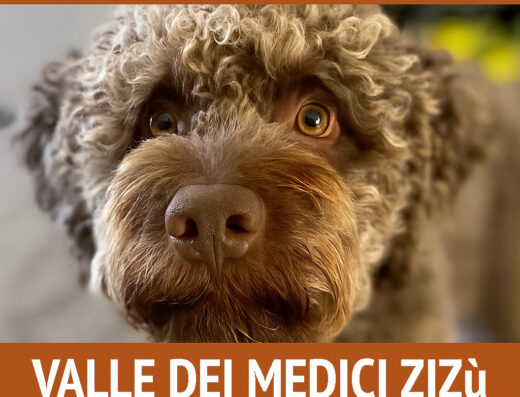 Lagotto Romagnolo maschio con pedigree per accoppiamento a Lecce