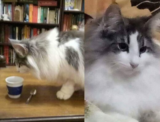 Gatto norvegese delle foreste maschio per monta a Torino