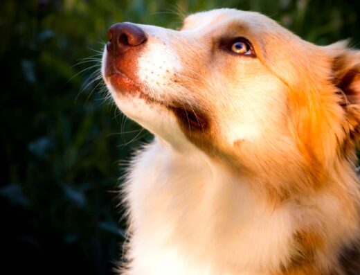 Border Collie maschio per accoppiamento a Novara