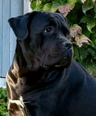 Cane Corso maschio cerca femmina per accoppiamento a Roma