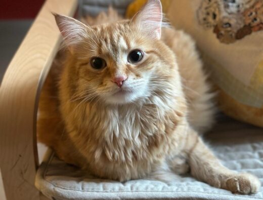 Gatto siberiano maschio arancione occhi verdi per accoppiamento a Lecco