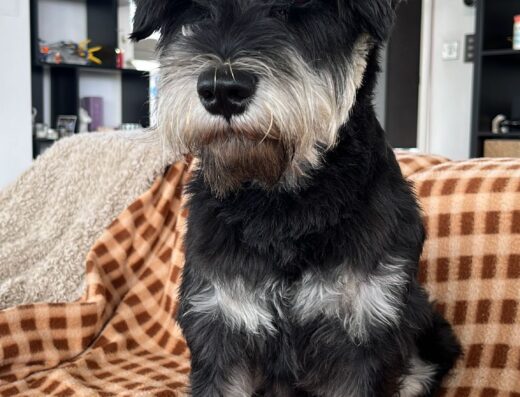 Mini Schnauzer maschio bianco e nero con pedigree, disponibile per accoppiamento a Roma