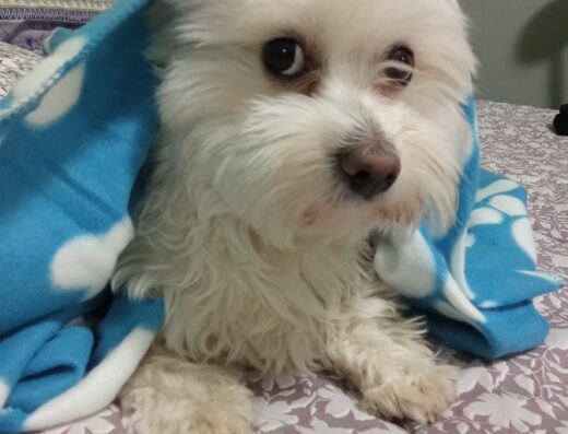 Cane Rum cerca fidanzata per accoppiamento a Monza