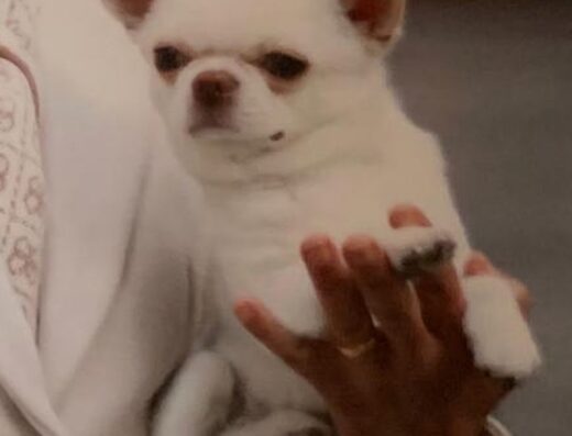 Chihuahua maschio con pedigree ENCI cerca femmina a Genova.