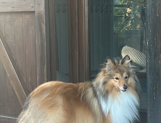 Shetland Sheltie maschio disponibile per accoppiamento a Brescia