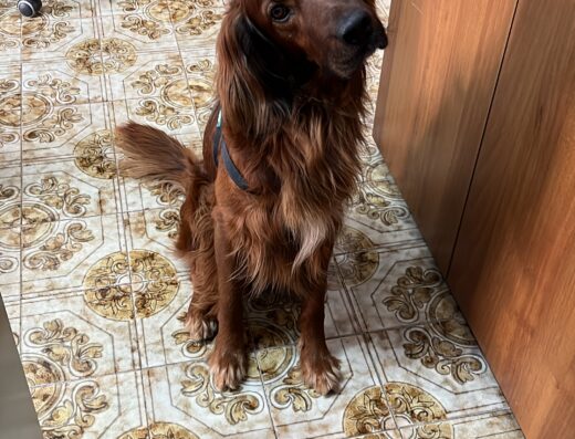 Setter irlandese maschio cerca femmina per accoppiamento a Napoli