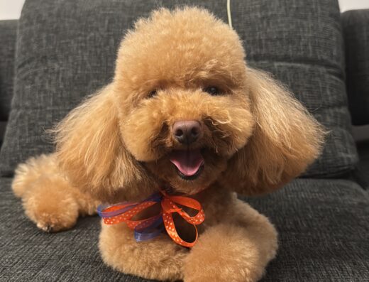 Barboncino toy nano maschio color albicocca per accoppiamento a Trieste