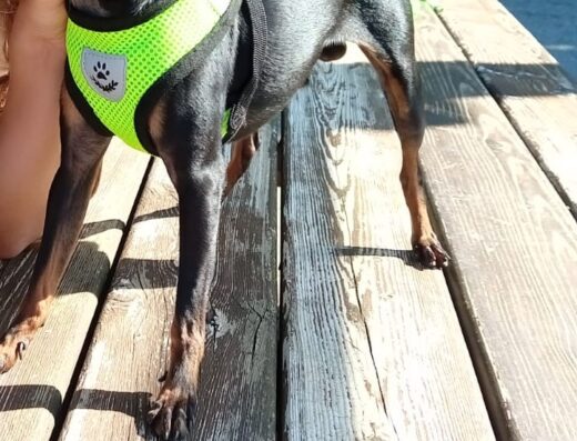 Pincher maschio per accoppiamento a Rosta Torino