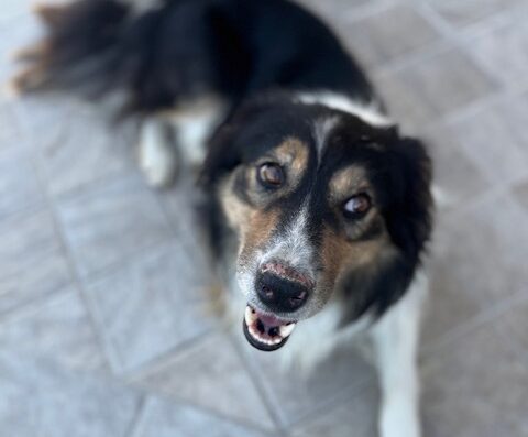 Border Collie maschio tricolore con pedigree a Cuneo