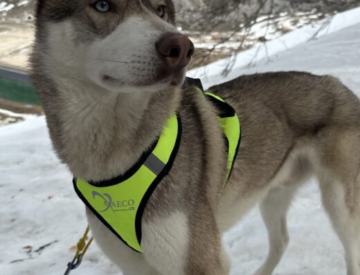 Husky Siberiano maschio di 4 anni per accoppiamento a Roma
