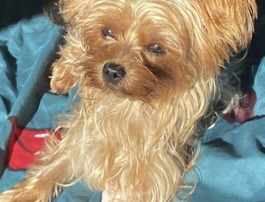 Yorkshire Terrier femmina cerca maschio per accoppiamento a Cagliari