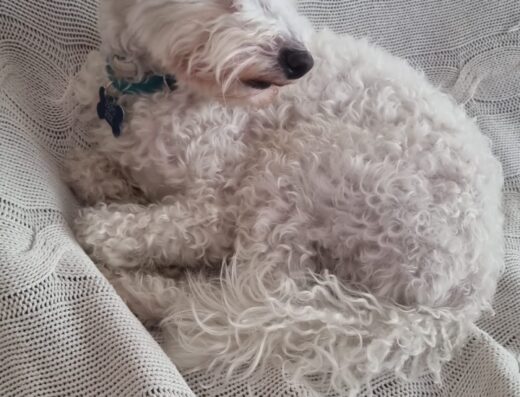 Barboncino toy bianco maschio cerca compagna a Treviso