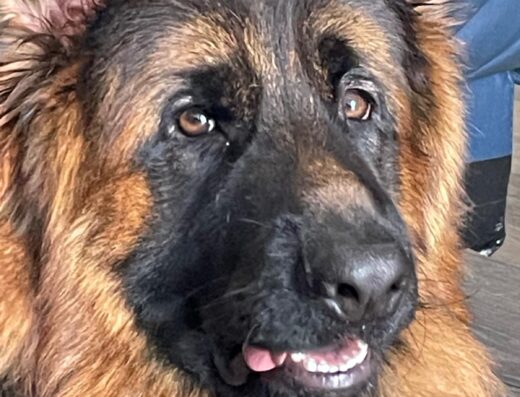 Cane con pedigree cerca fidanzata per monta a Roma