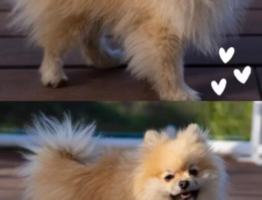 Volpino Italiano maschio disponibile per accoppiamento a Catania