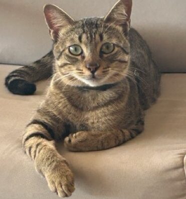 Soriano tigrato maschio cerca gattina per accoppiamento a Milano