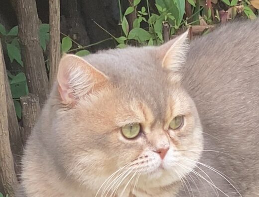 Scottish Straight maschio per accoppiamento a Milano