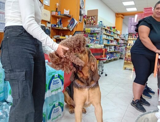 barboncino mini toy marrone per monta a Roma