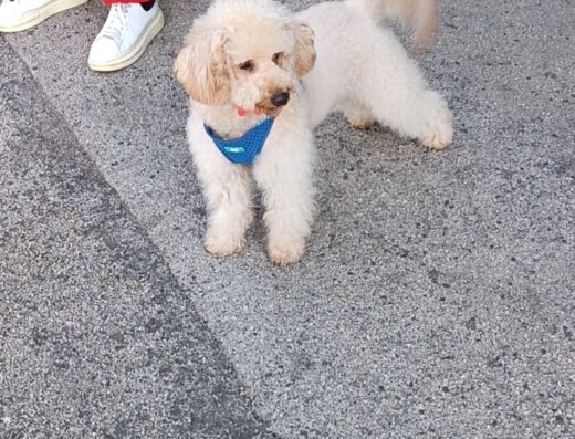 Barboncino nano maschio per accoppiamento a Napoli