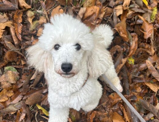 Barbone nano maschio con pedigree ENCI per accoppiamento a Roma e provincia