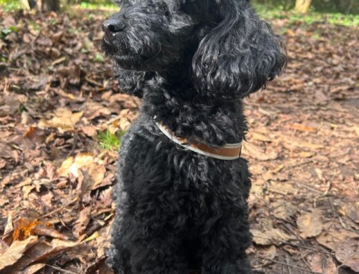 Barbone nano maschio con pedigree ENCI per accoppiamento a Roma