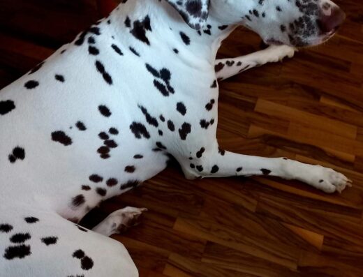 Dalmata femmina con pedigree cerca maschio per monta a Milano