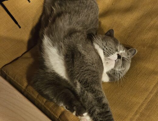 British Shorthair maschio per accoppiamento a Milano