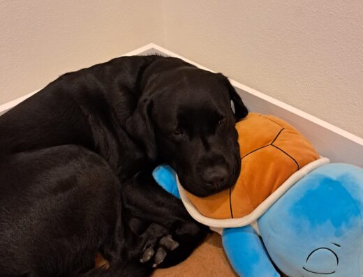 Labrador maschio per accoppiamento a Genova