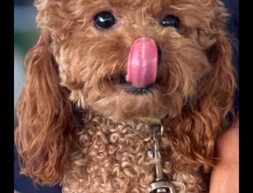 Barboncino Toy fulvo per accoppiamento a Livorno