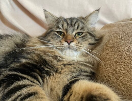 Gatto Siberiano maschio per monta Verona